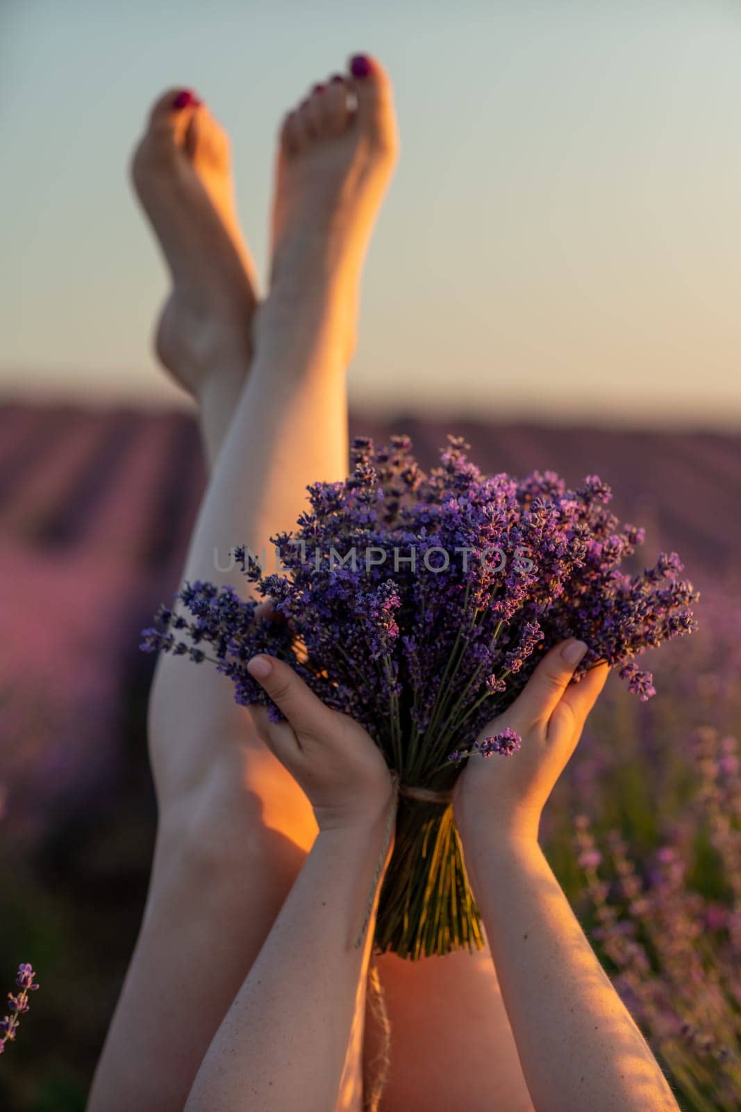 Lavender field woman's legs emerging from the bushes, holding a bouquet of fragrant lavender. Purple lavender bushes in bloom, aromatherapy. by Matiunina