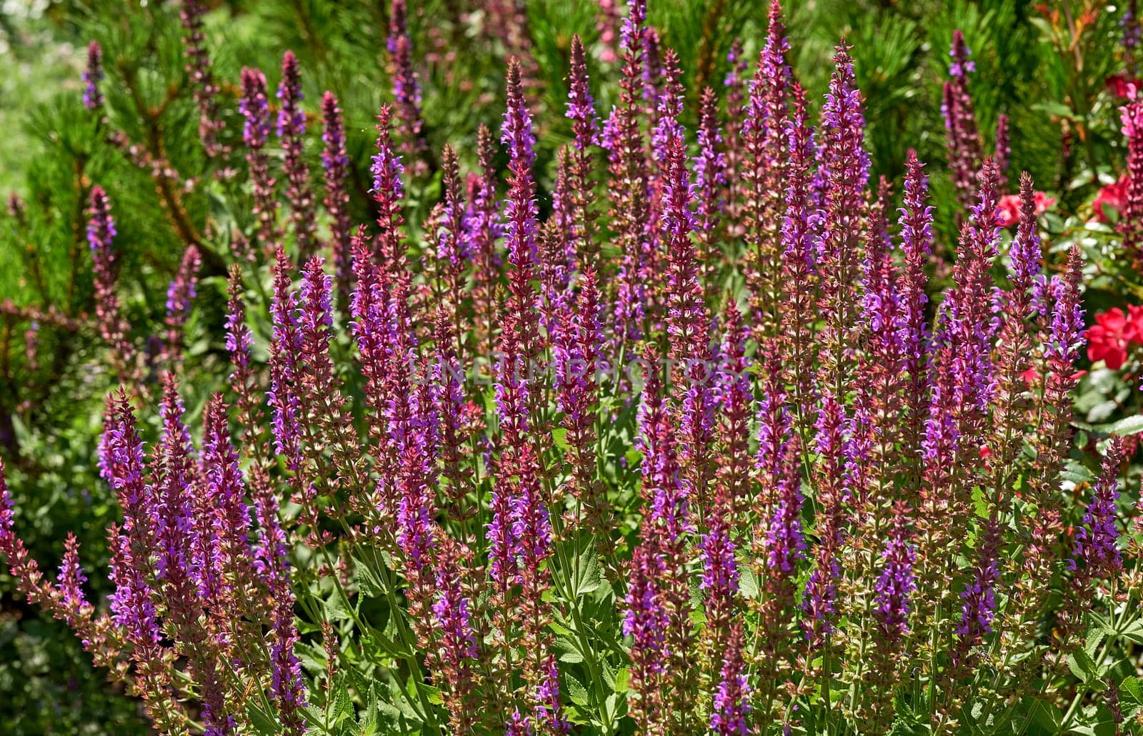 Lovely pink purple sage salvia and young spruce shoots in a green garden by jovani68