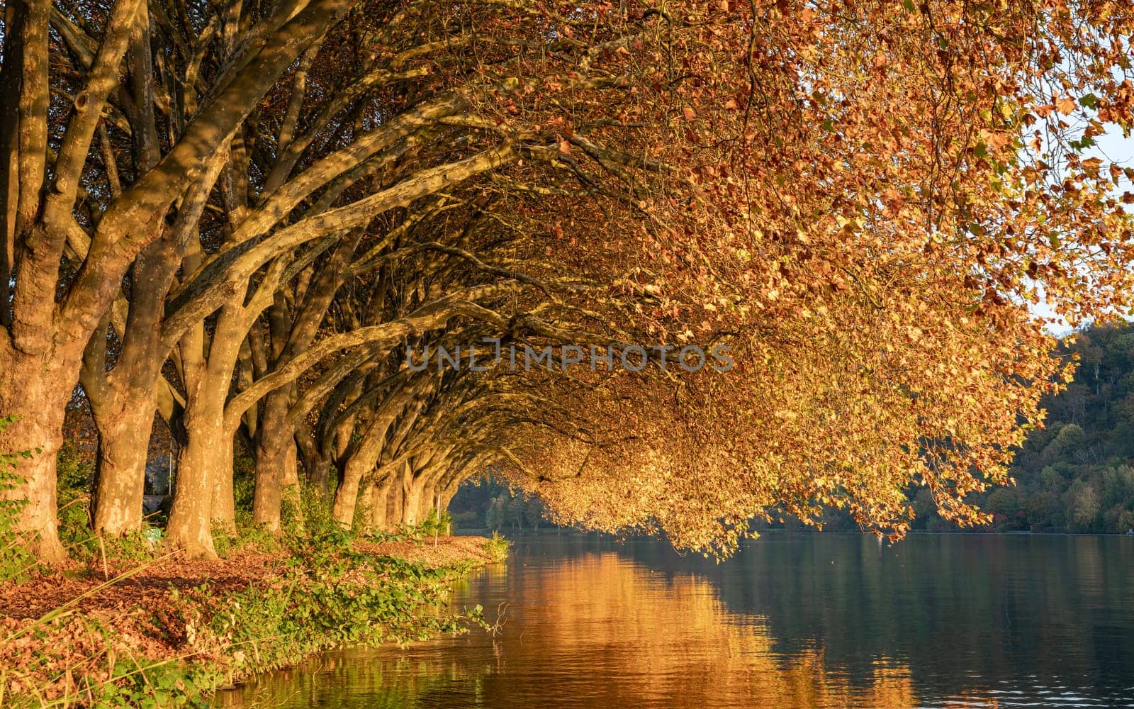 Famous plane trees in autumnal colors on the lakefront of Baldeney lake, Essen, Germany