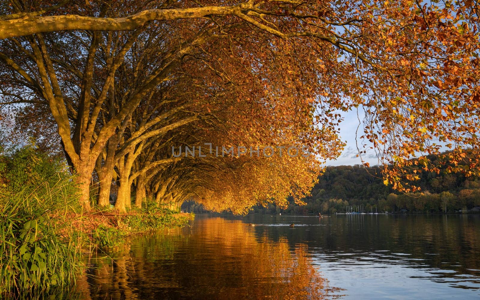 Famous plane trees in autumnal colors on the lakefront of Baldeney lake, Essen, Germany