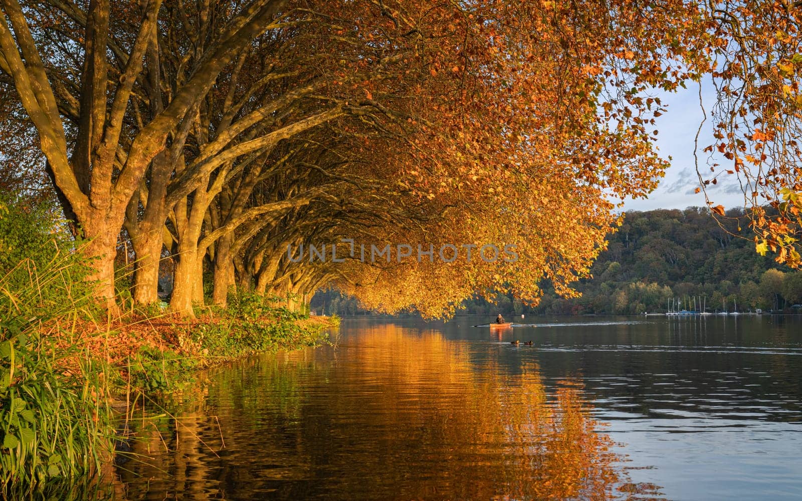 Famous plane trees in autumnal colors on the lakefront of Baldeney lake, Essen, Germany