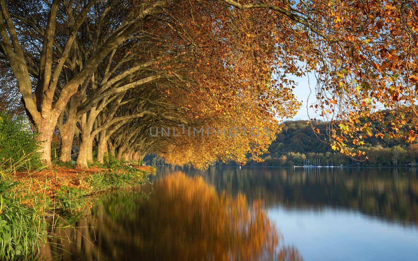 Famous plane trees in autumnal colors on the lakefront of Baldeney lake, Essen, Germany