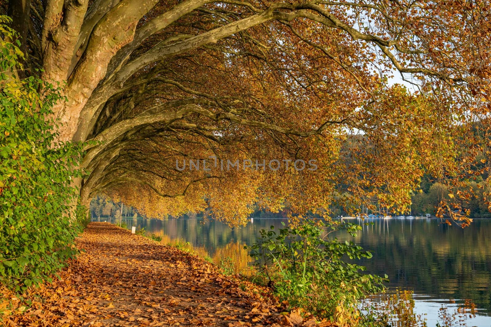 Famous plane trees in autumnal colors on the lakefront of Baldeney lake, Essen, Germany