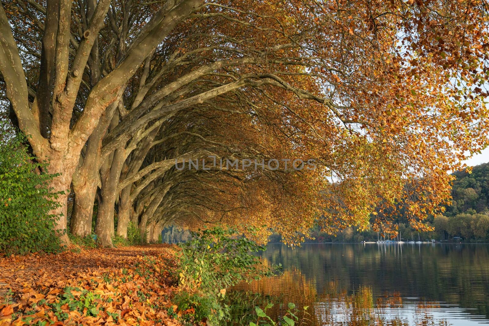 Famous plane trees in autumnal colors on the lakefront of Baldeney lake, Essen, Germany