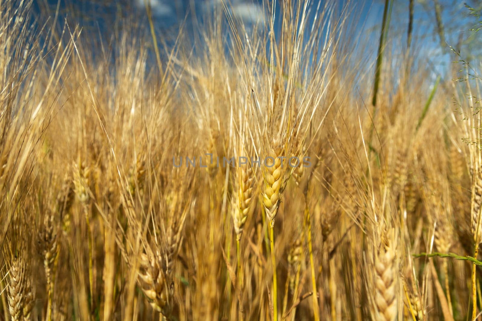 Close-up of triticale ears and blue sky, sunny rural view