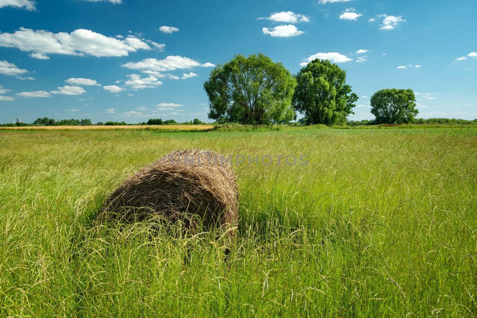 Hay bale lying in tall grass in a meadow with trees, Nowiny, Poland