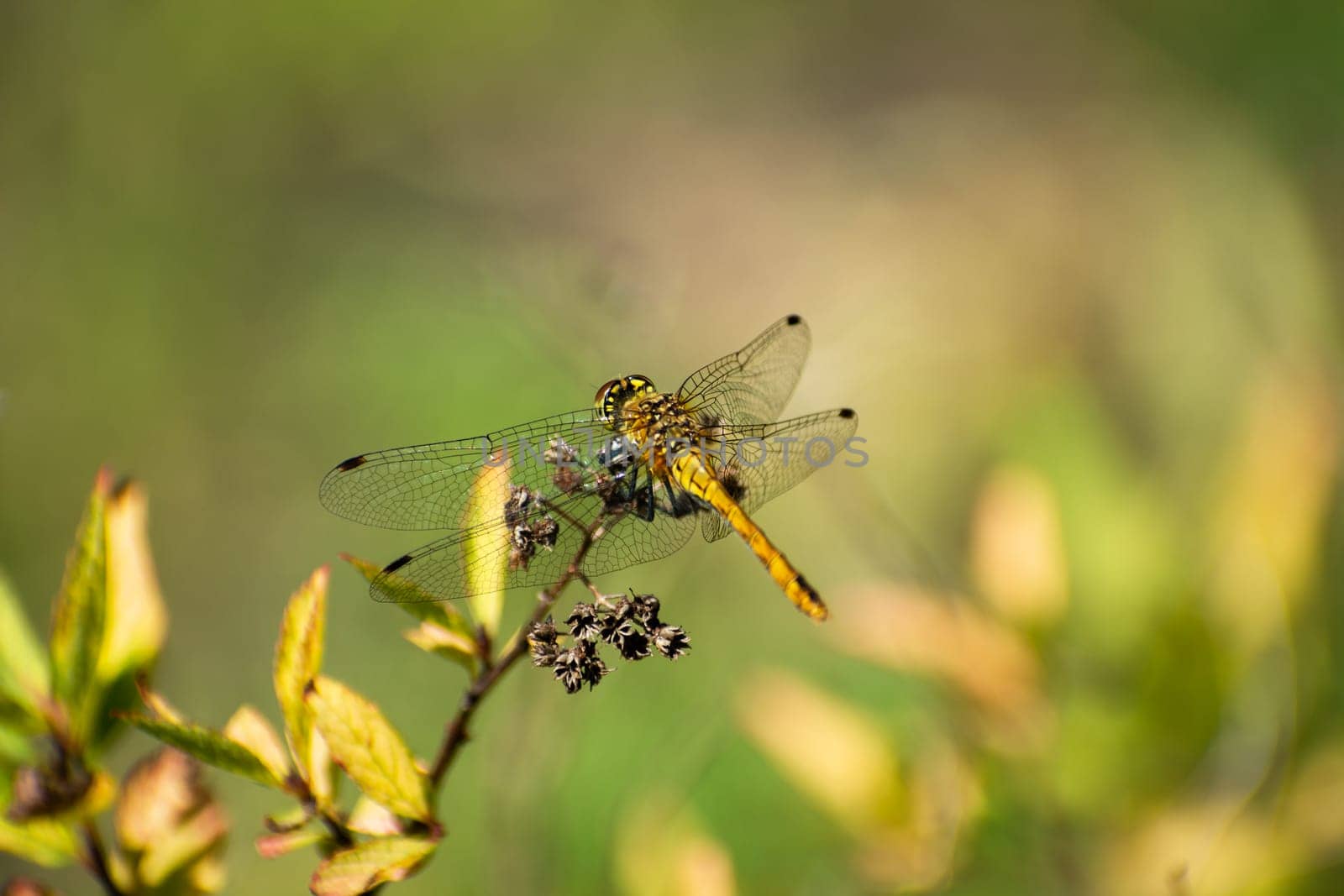 One yellow dragonfly sitting on a plant, summer day