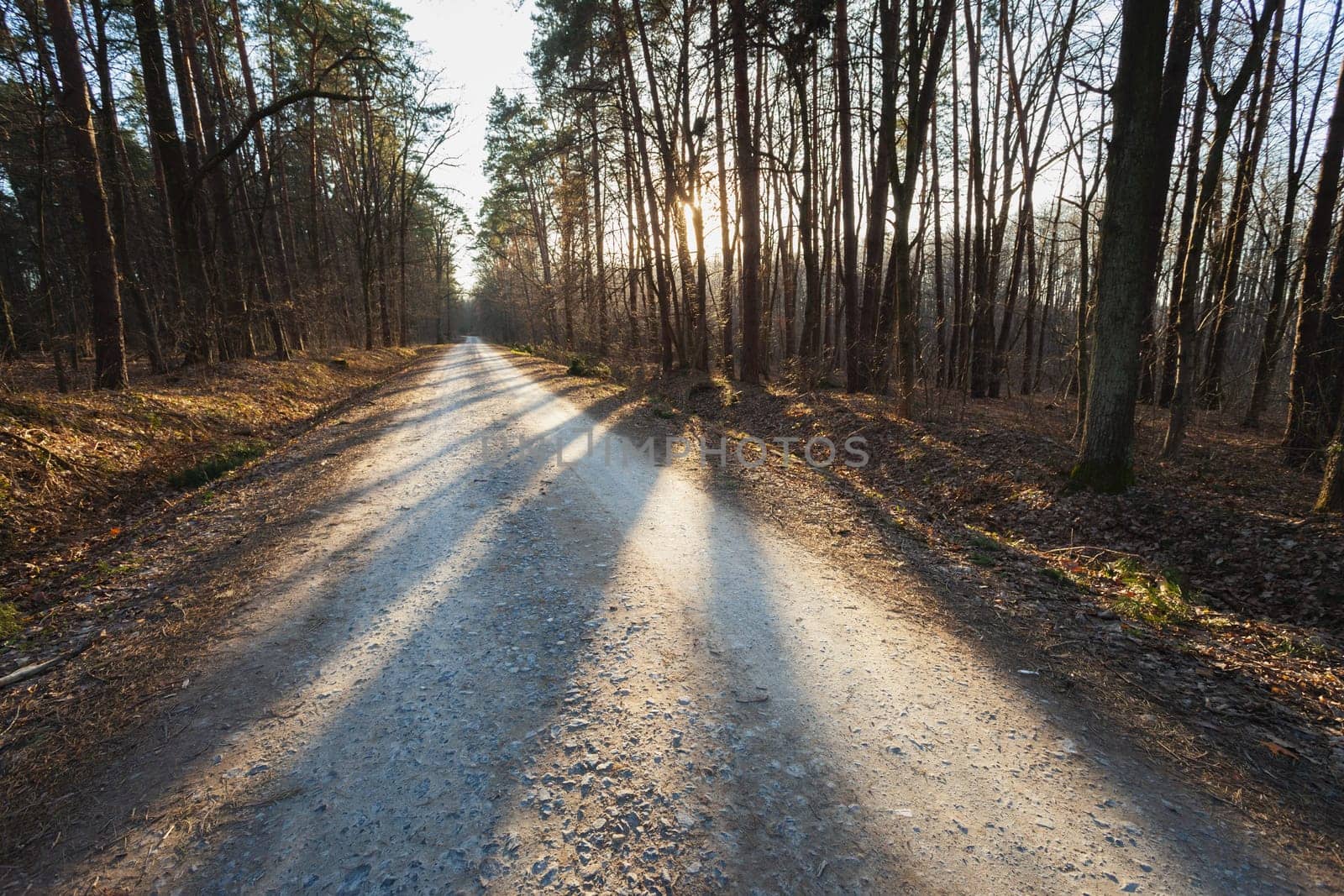 Shadows on the road through the forest, Nowiny, Poland