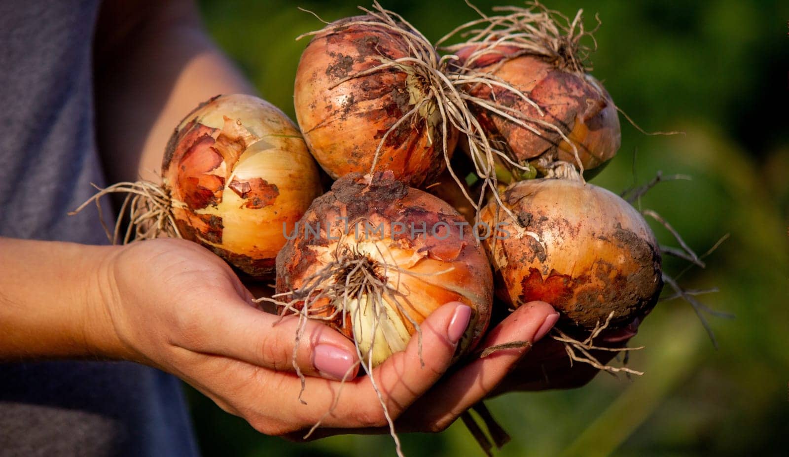 the farmer girl holds an onion in her hands. Selective focus. Nature