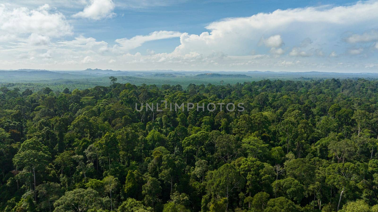 Aerial view of lowland tropical forest and jungle. Borneo, Malaysia.