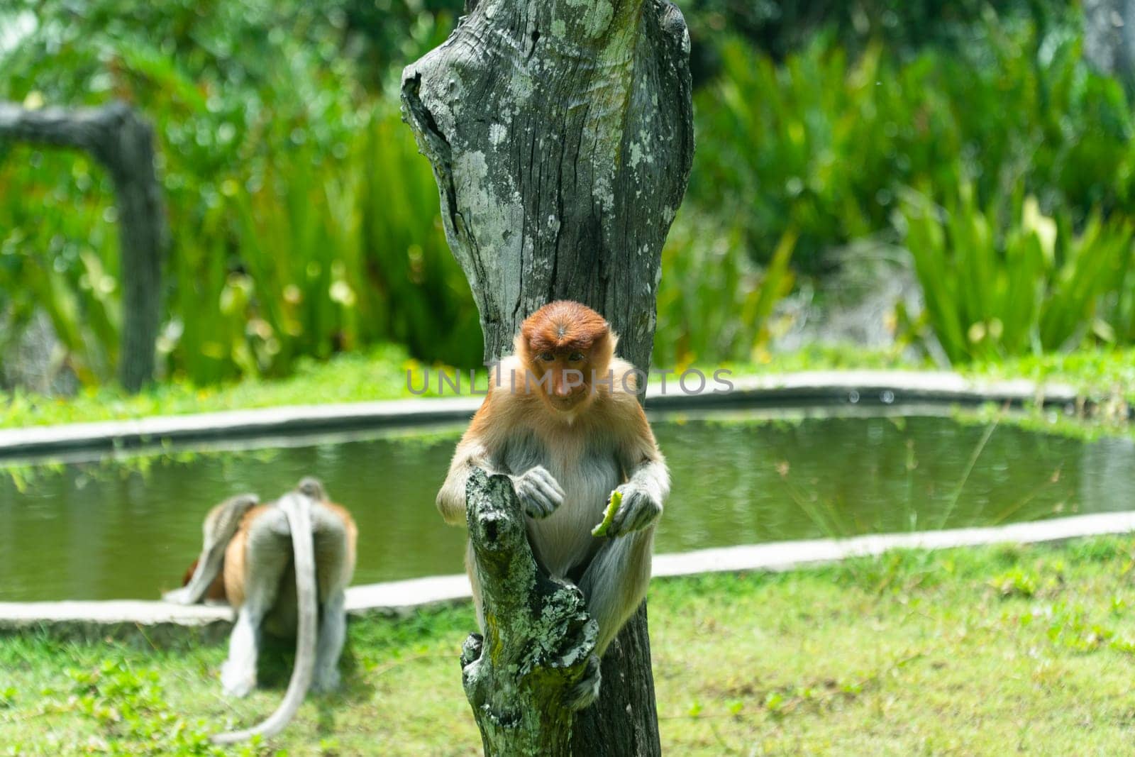 A group of proboscis monkeys in a rainforest. Borneo. Labuk bay, Malaysia.