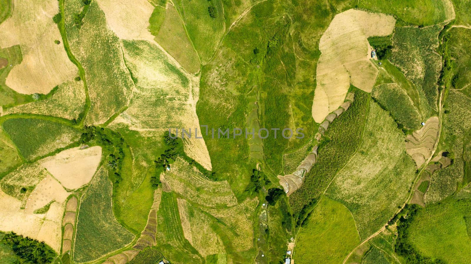 Agricultural landscape with farmland and sugarcane plantations. Negros, Philippines
