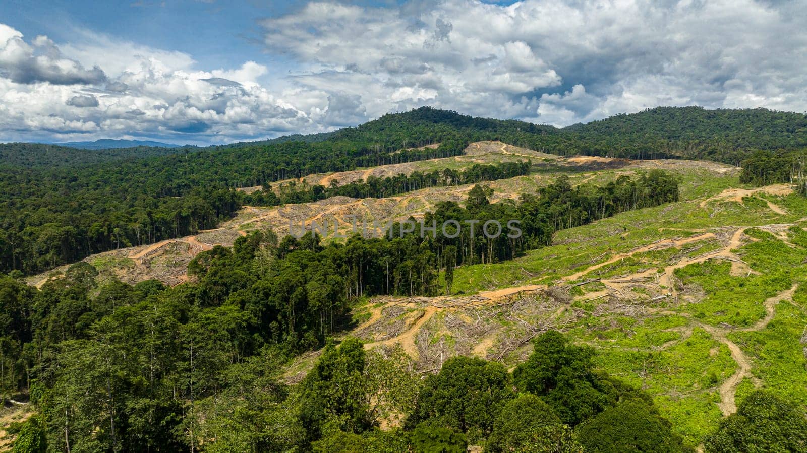 Rainforest cut down to make way for oil palm plantations. Deforestation. Jungle forest environmental destruction. Borneo, Malaysia.