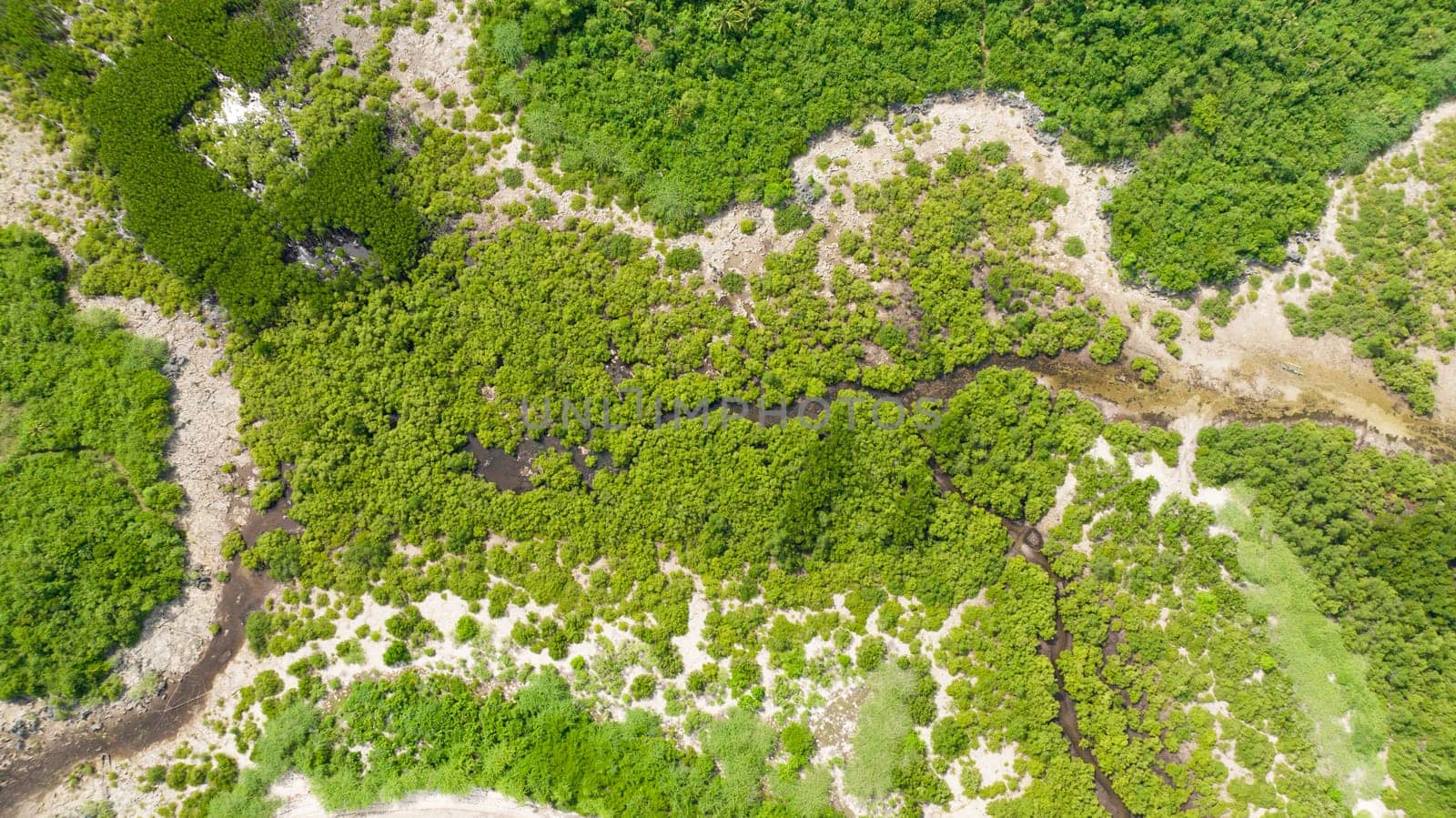 Aerial drone of coastline with green mangroves and forest. Mangrove landscape. Bantayan island, Philippines.