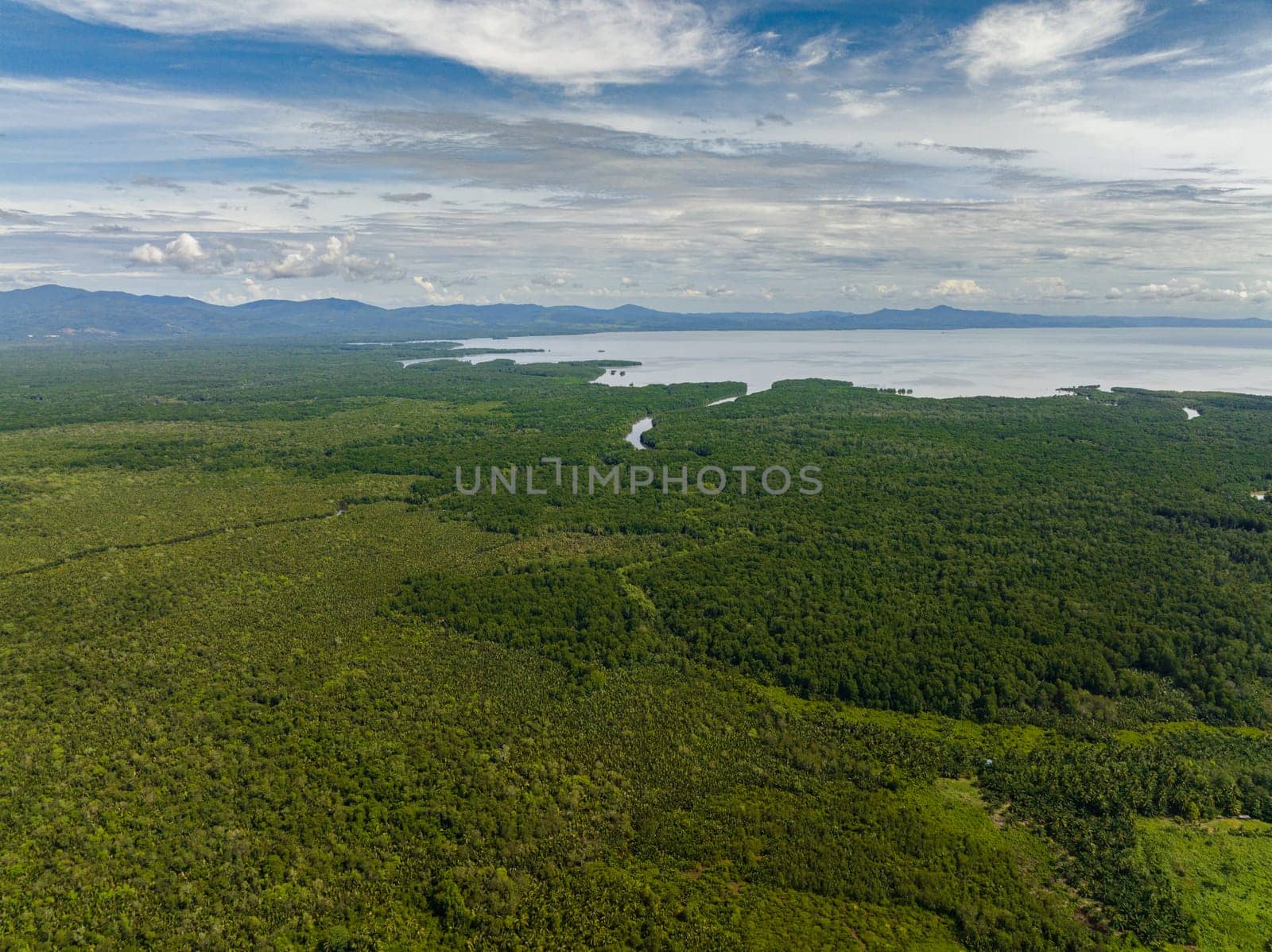 Mangroves on the coast of the island of Borneo and the sea. Reserve with mangroves. Malaysia.