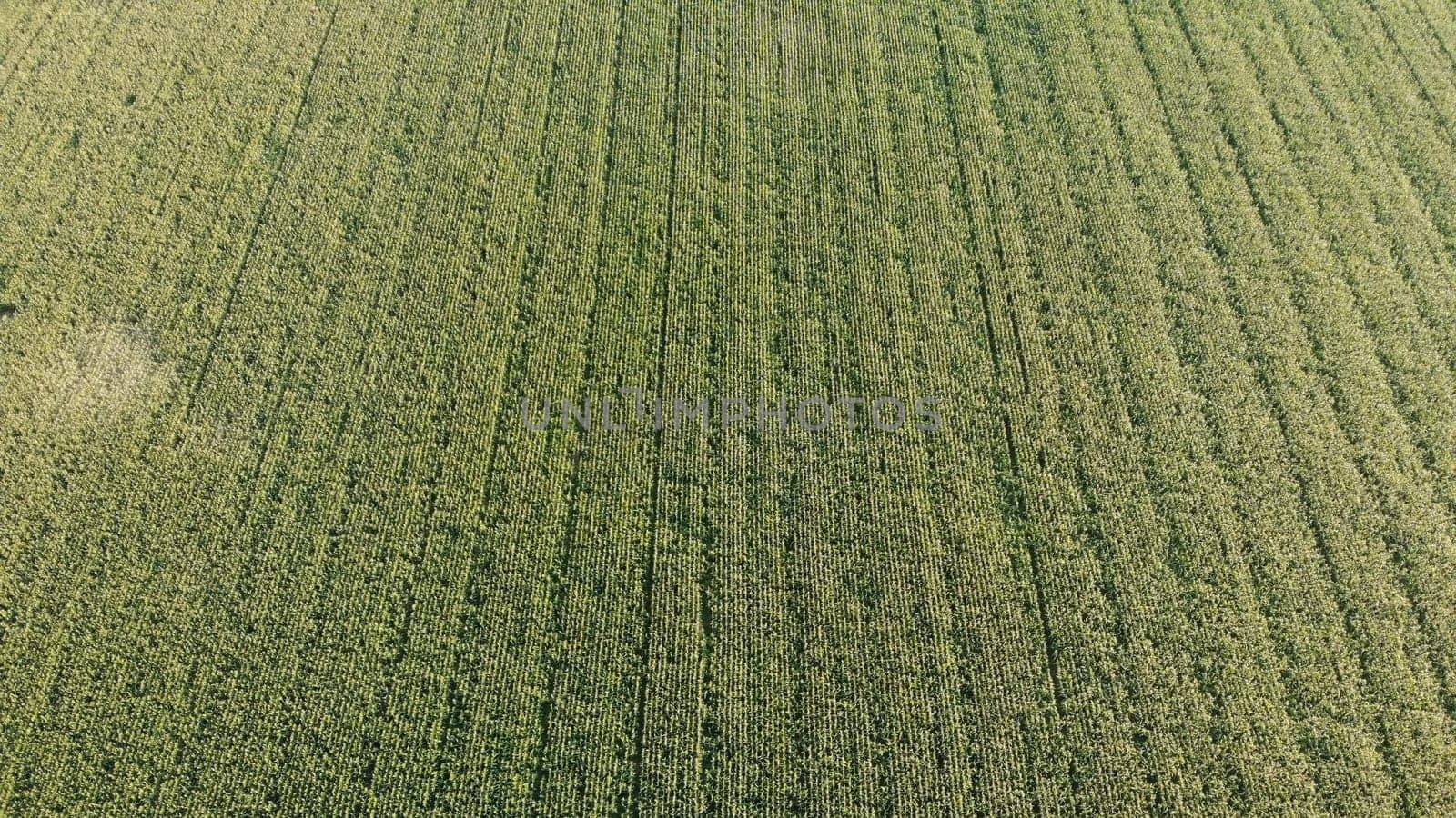 Aerial view with a drone of a field of corn flowered perfectly sown. Precision agriculture and sowing with variable doses of seed begins to dominate the agricultural industry.