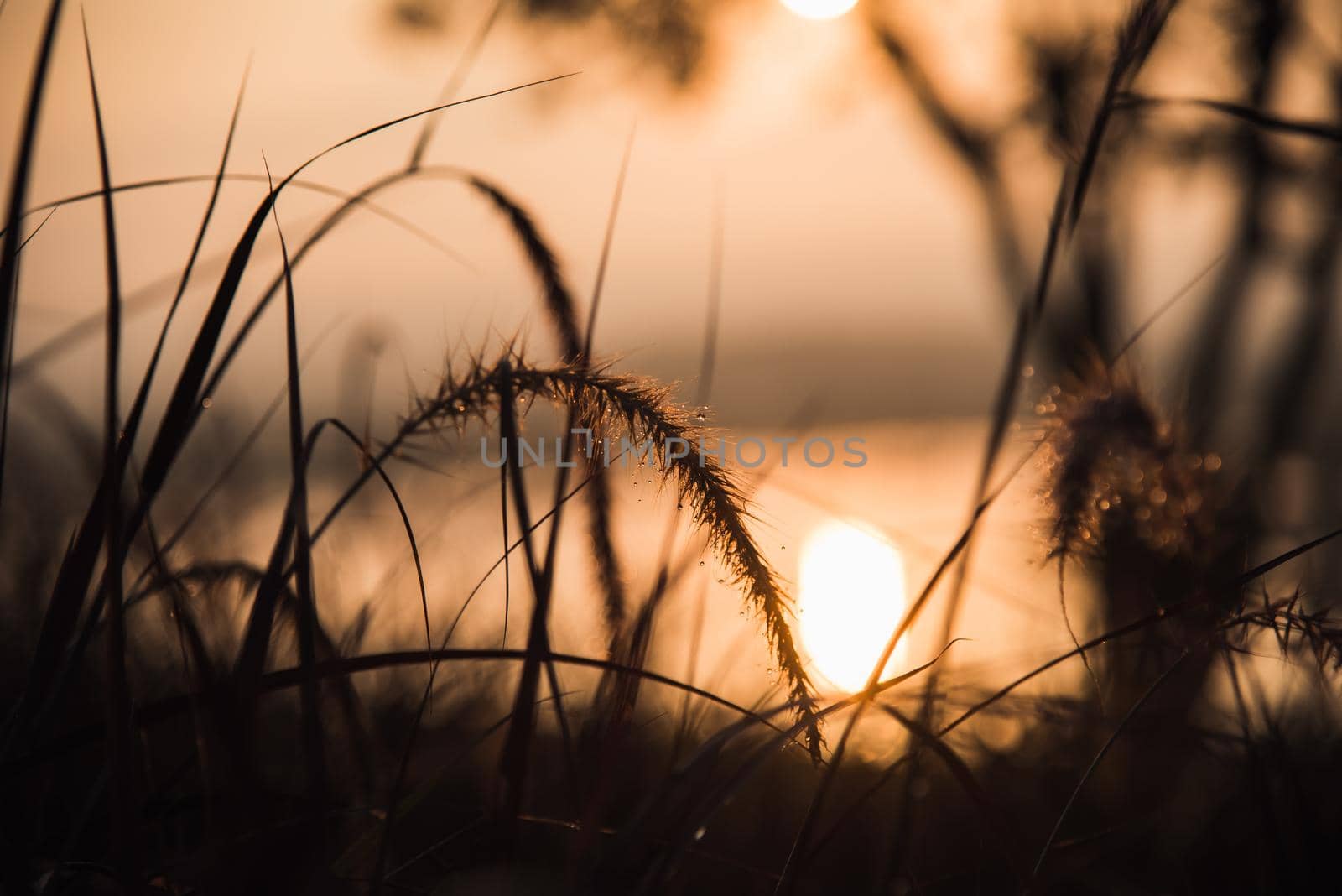 View of the sunrise from grassy by Wmpix