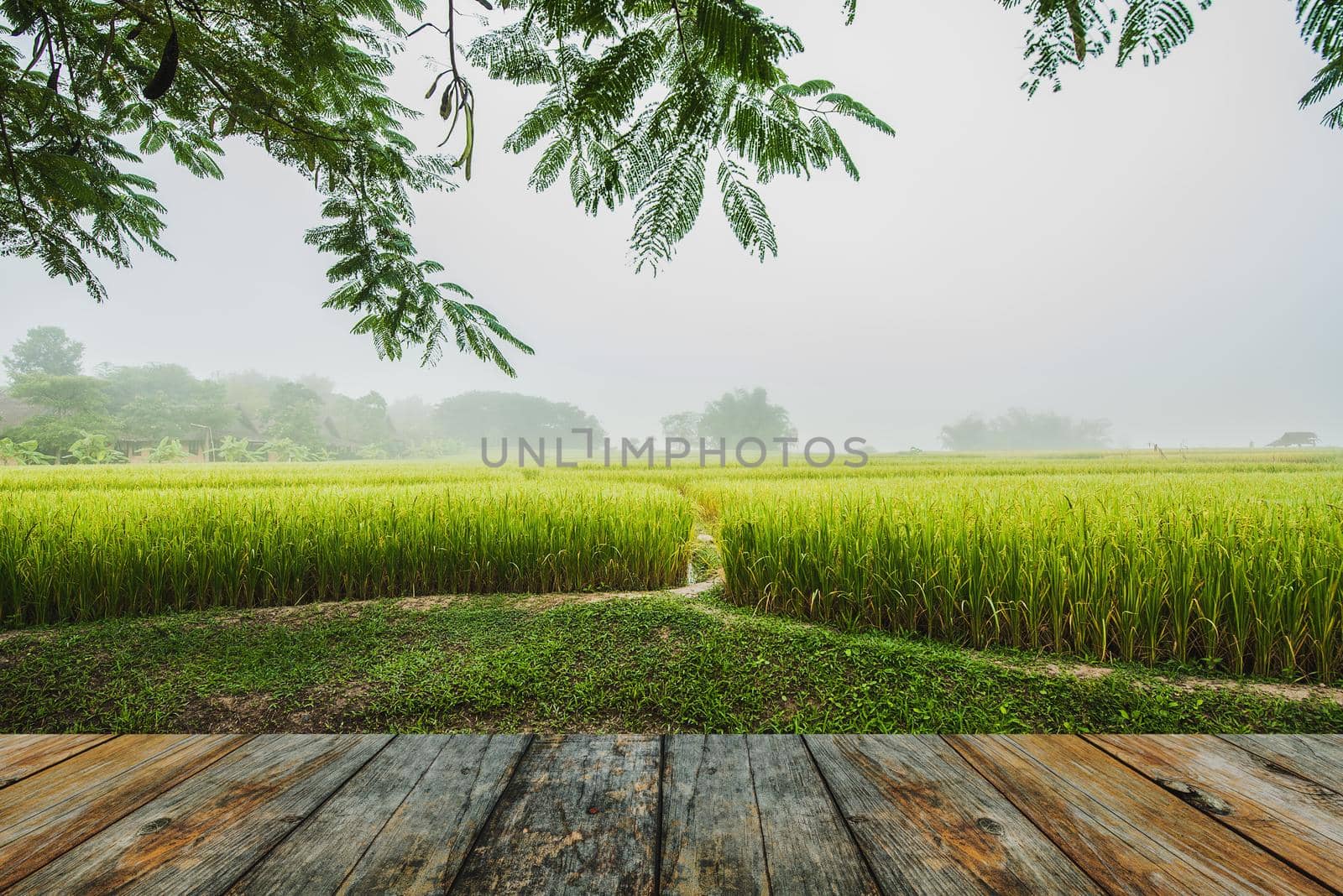 wood floor rice field with pathway