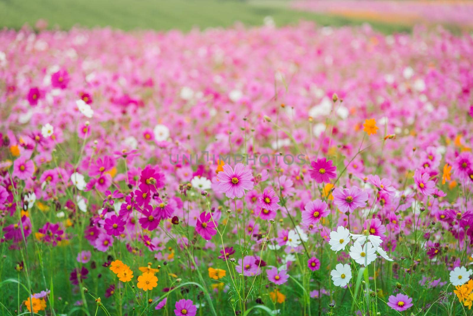 Cosmos flower of grassland by Wmpix