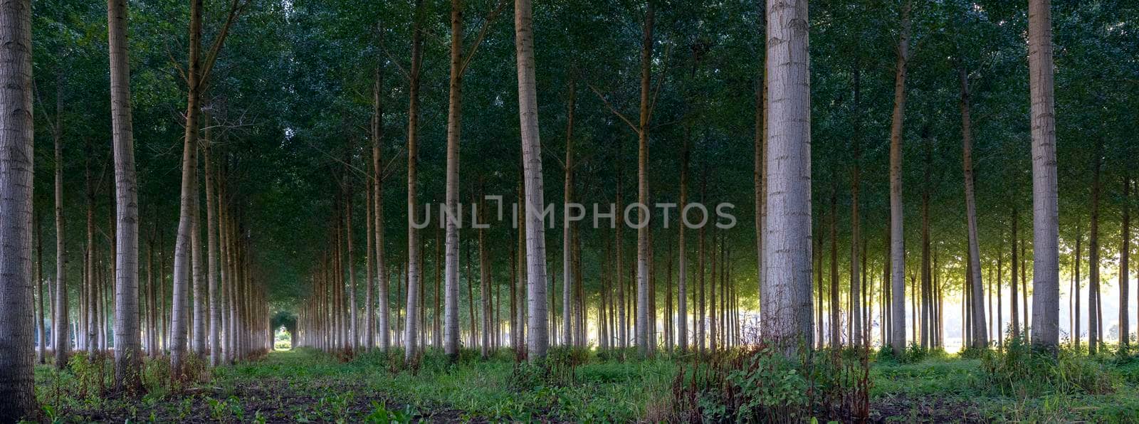 french poplar forest at dusk in Parc naturel regional Loire-Anjou-Touraine between tours and angers in france