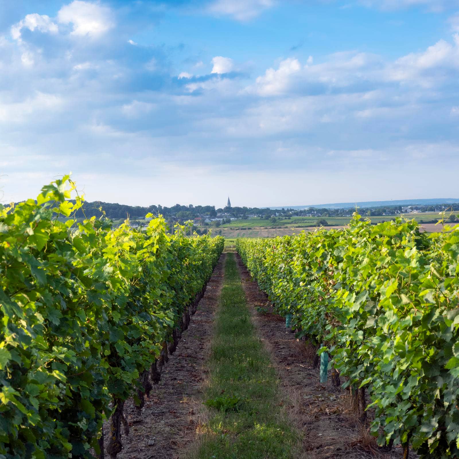 landscape near saumur in Parc naturel regional Loire-Anjou-Touraine with vineyards by ahavelaar