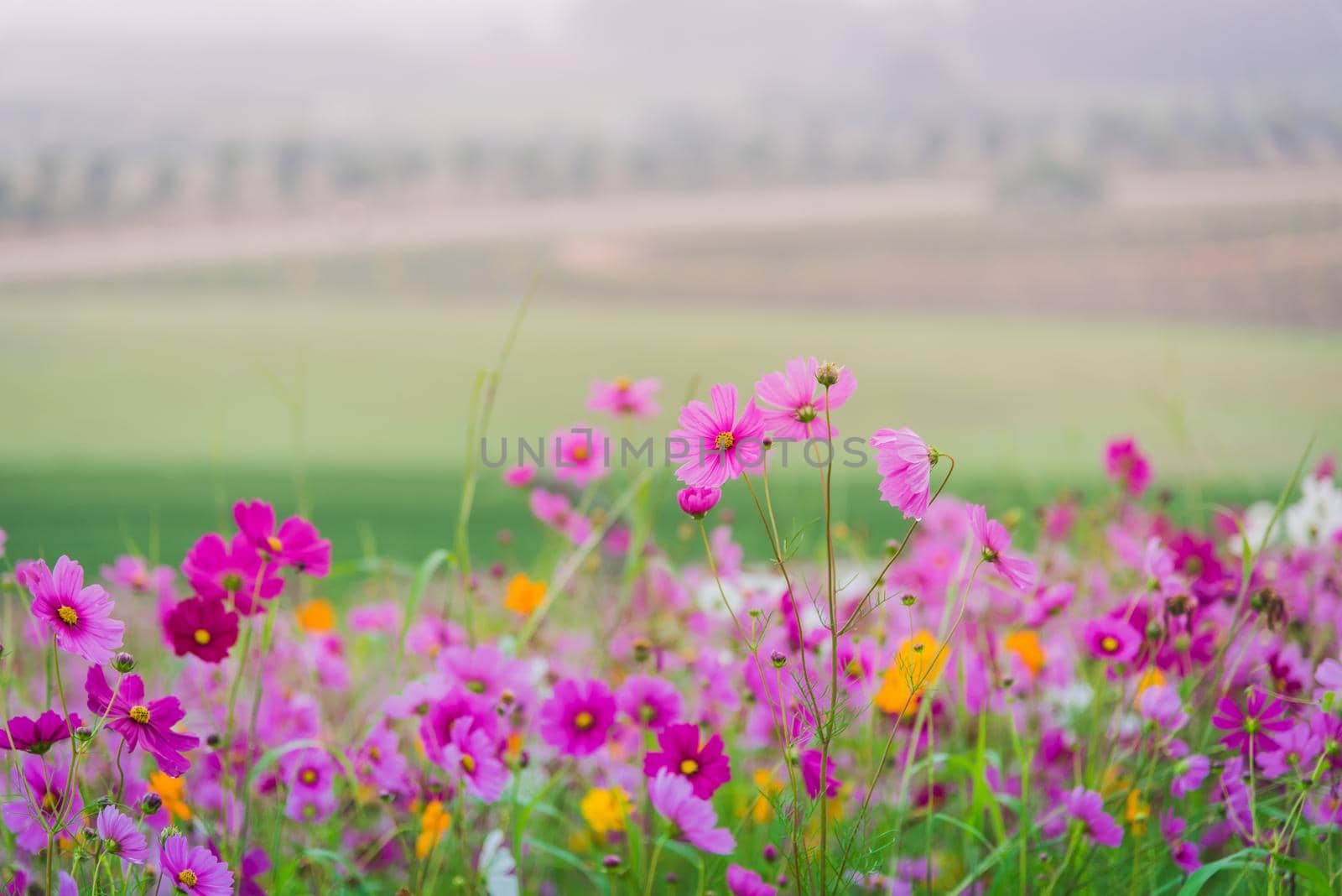 Cosmos flower of grassland