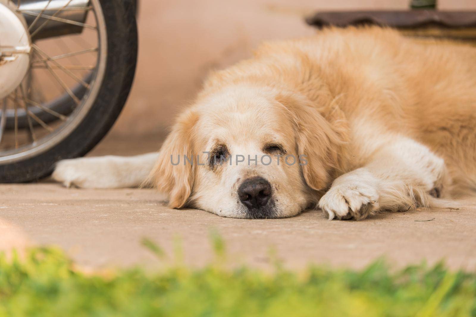 Sleepy Golden Retriever Dog by Wmpix