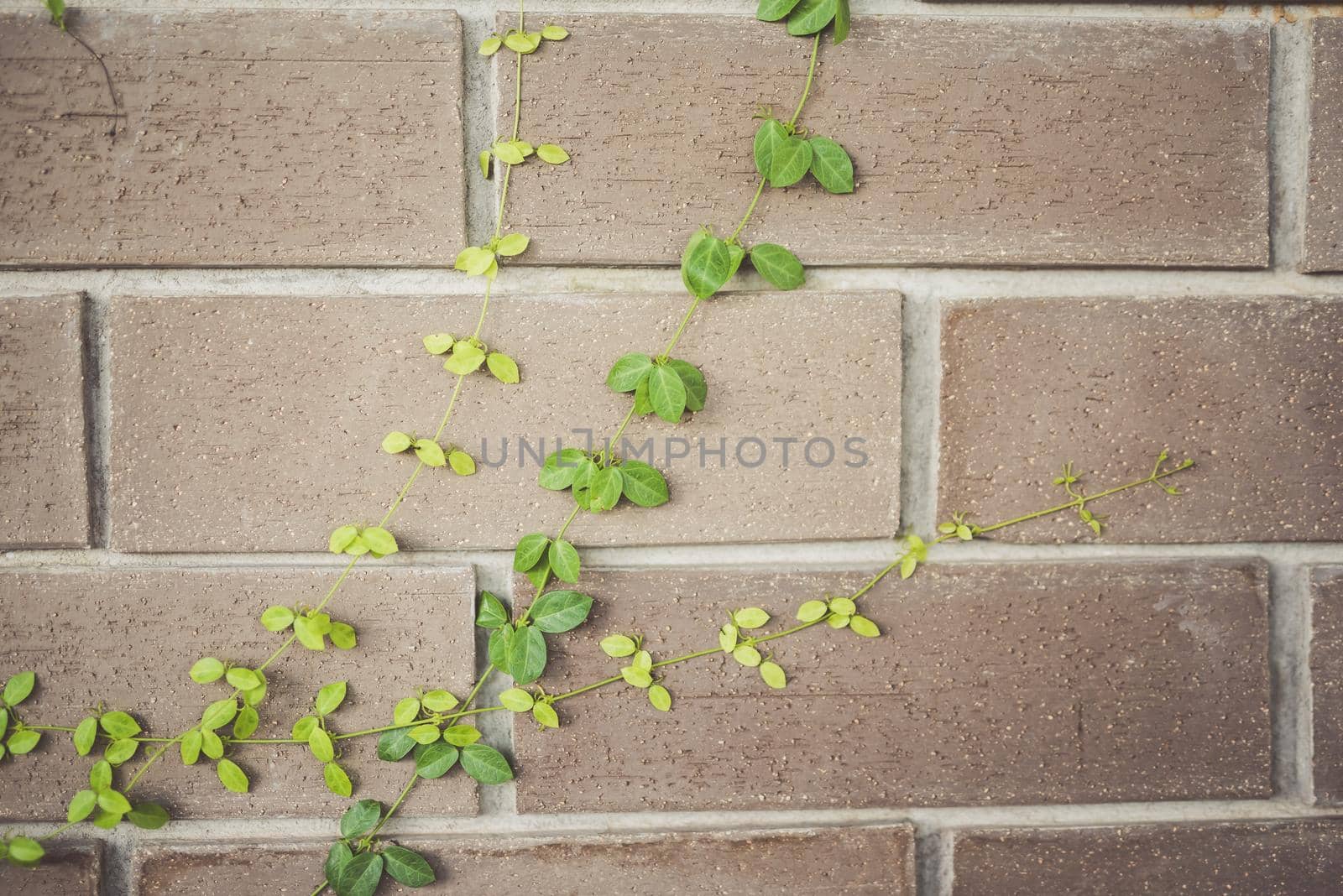 Abstract plant wall background, vintage color by Wmpix