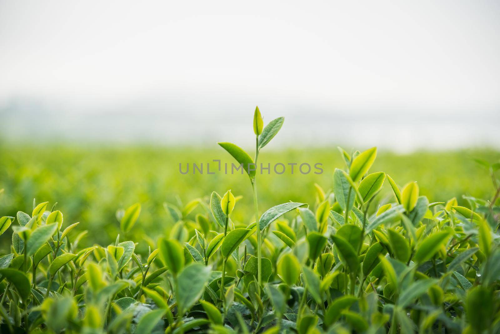 tea farm in the morning