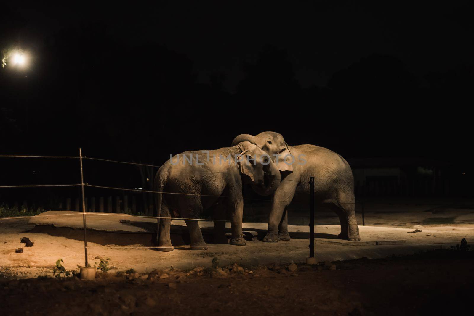 Elephant at zoo night