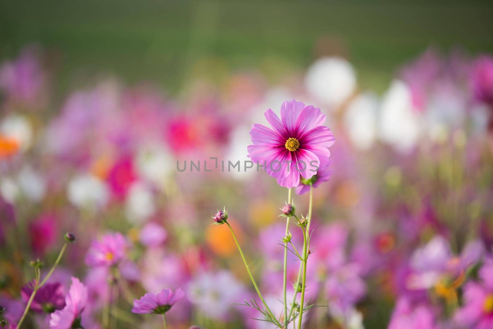 The Cosmos Flower of grassland by Wmpix