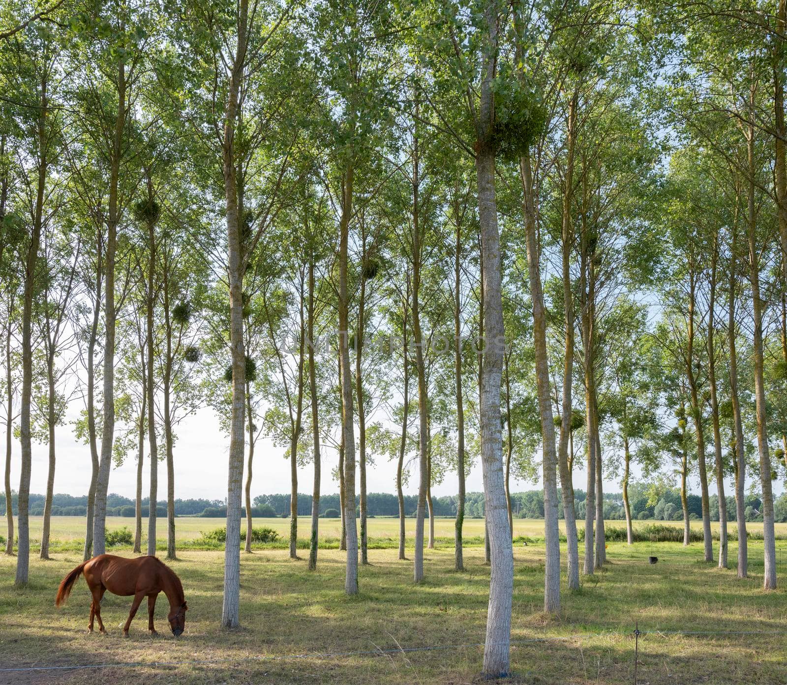 horse between trunks of poplar trees in Parc naturel regional Loire-Anjou-Touraine in france