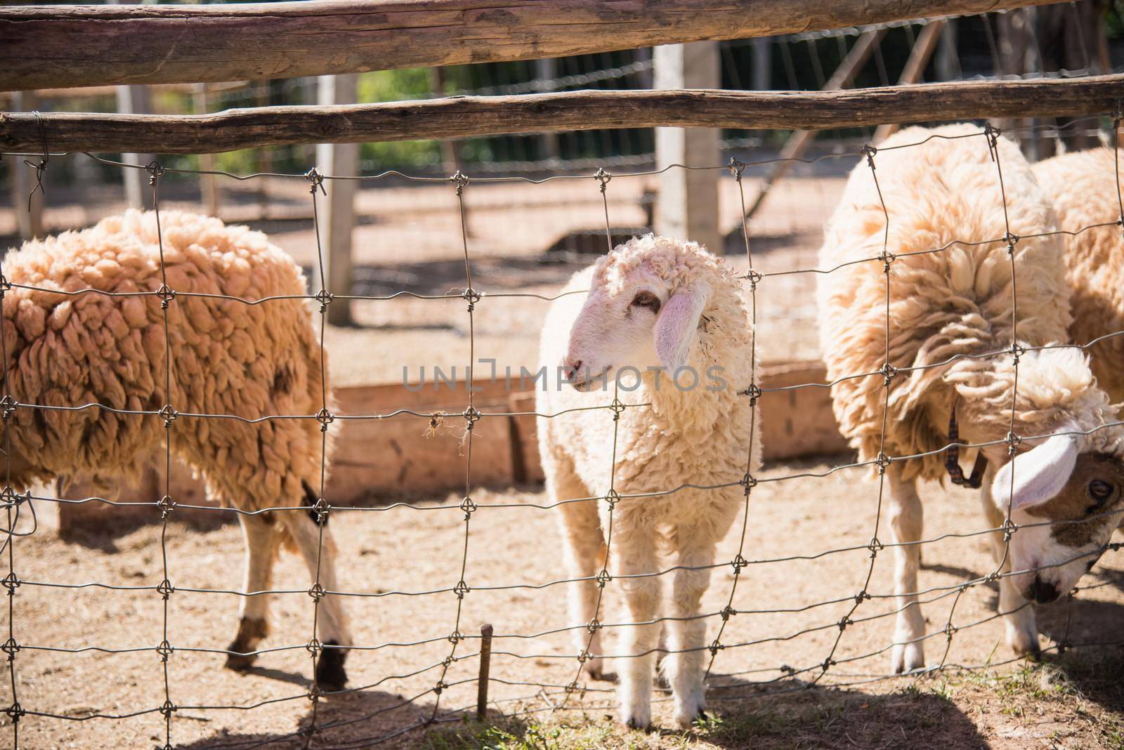 Group of sheep in farm by Wmpix