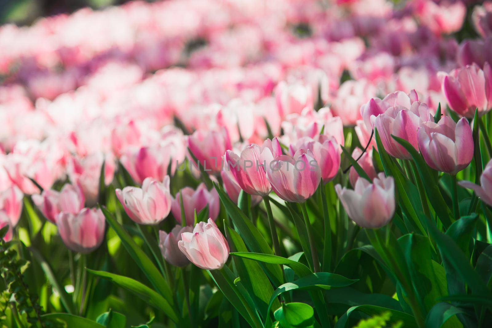 tulips in spring sun by Wmpix