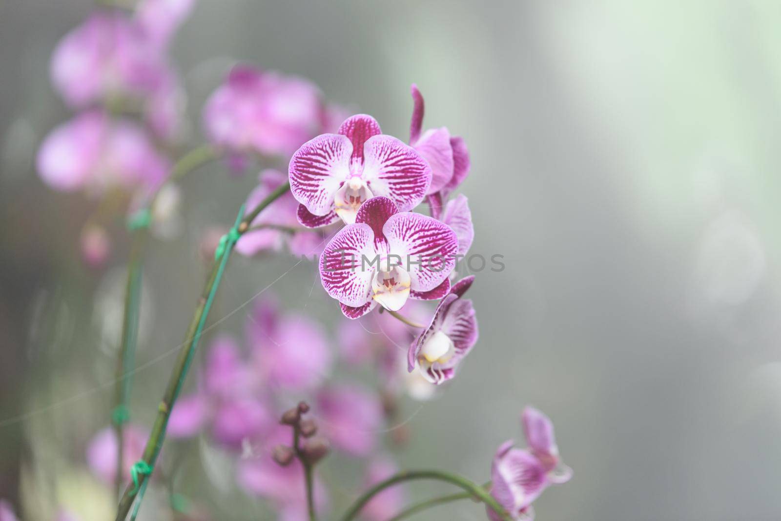 purple orchids flowers in the garden by Wmpix