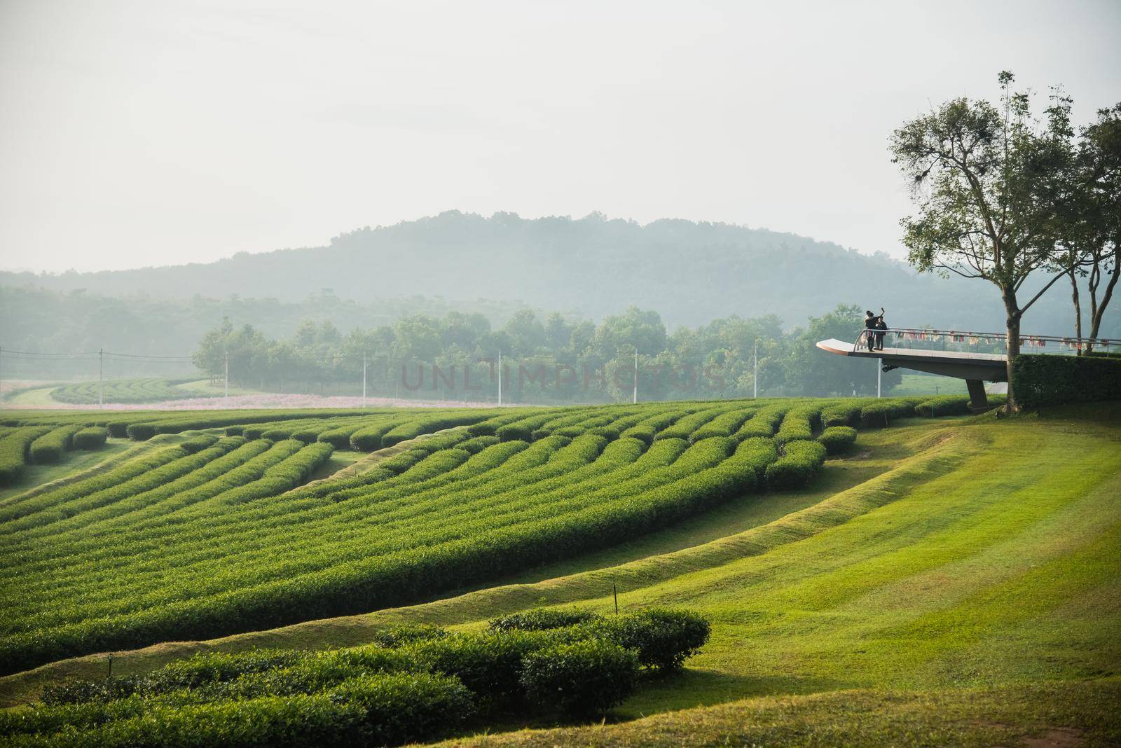 tea farm in the morning by Wmpix
