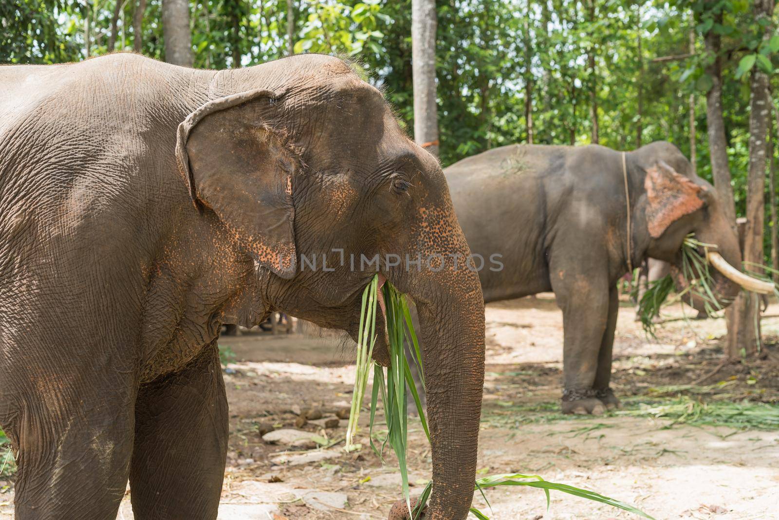 Elephant eat grass at the zoo by Wmpix