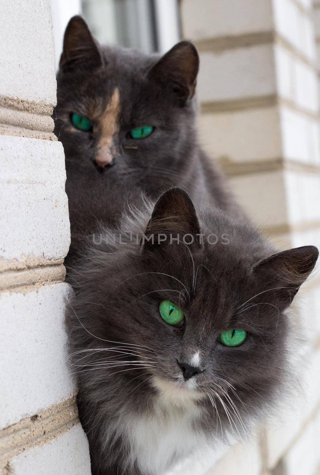 Close-up of two gray furry cats with green eyes on window