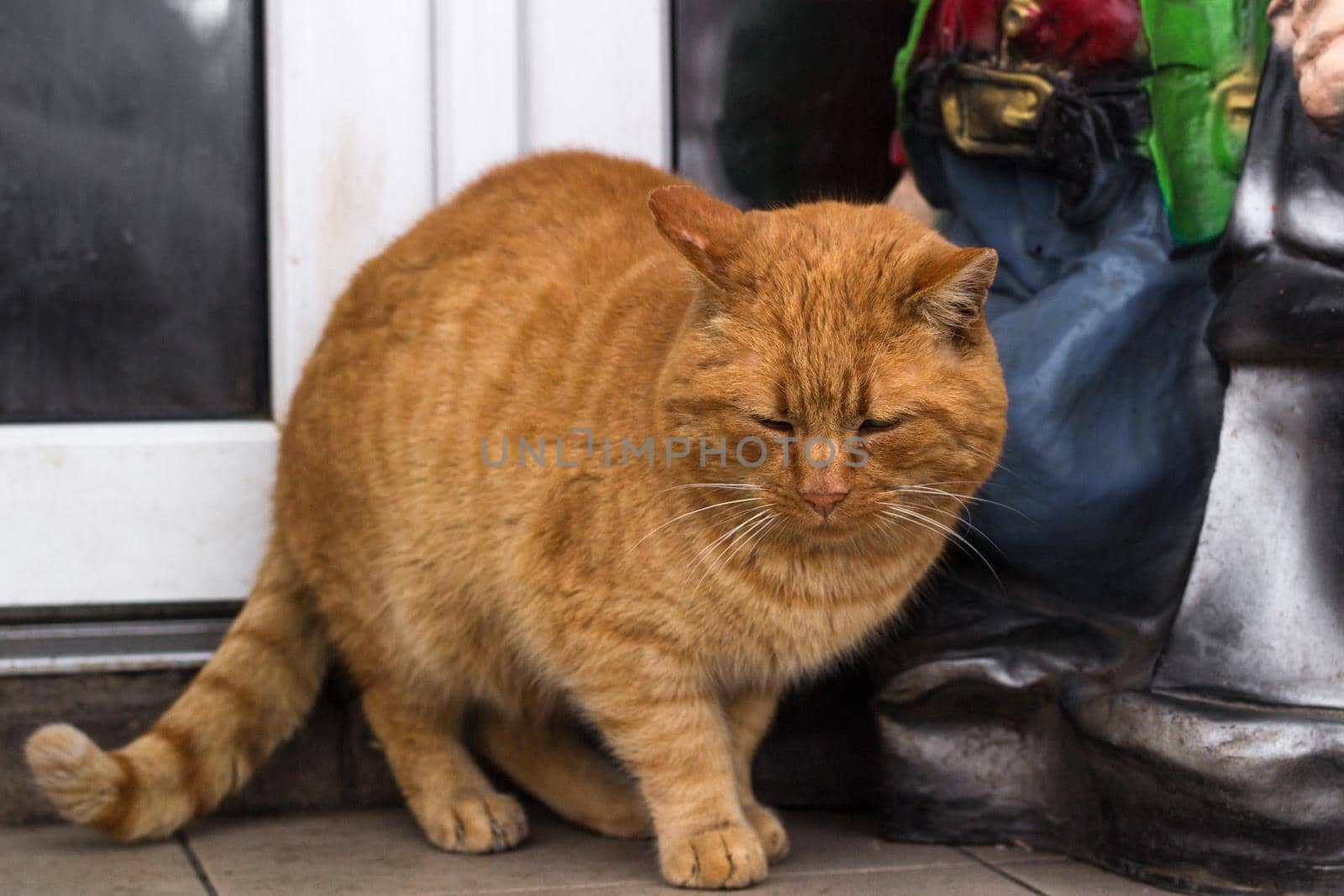 Close up of red furry cat with closed eyes sits