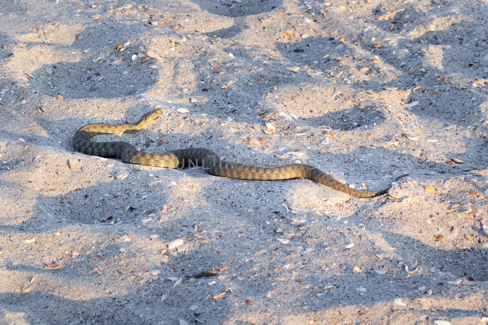 Dangerous poisonous amphibian snake viper Vipera Renardi on Black sea beach