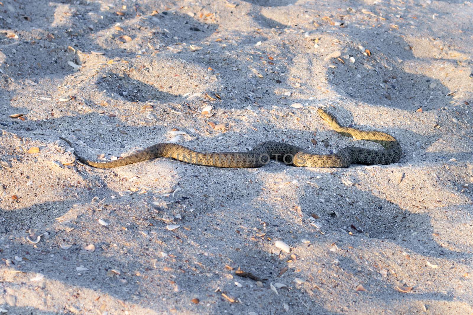 Dangerous poisonous snake viper Vipera Renardi on Black sea beach sands