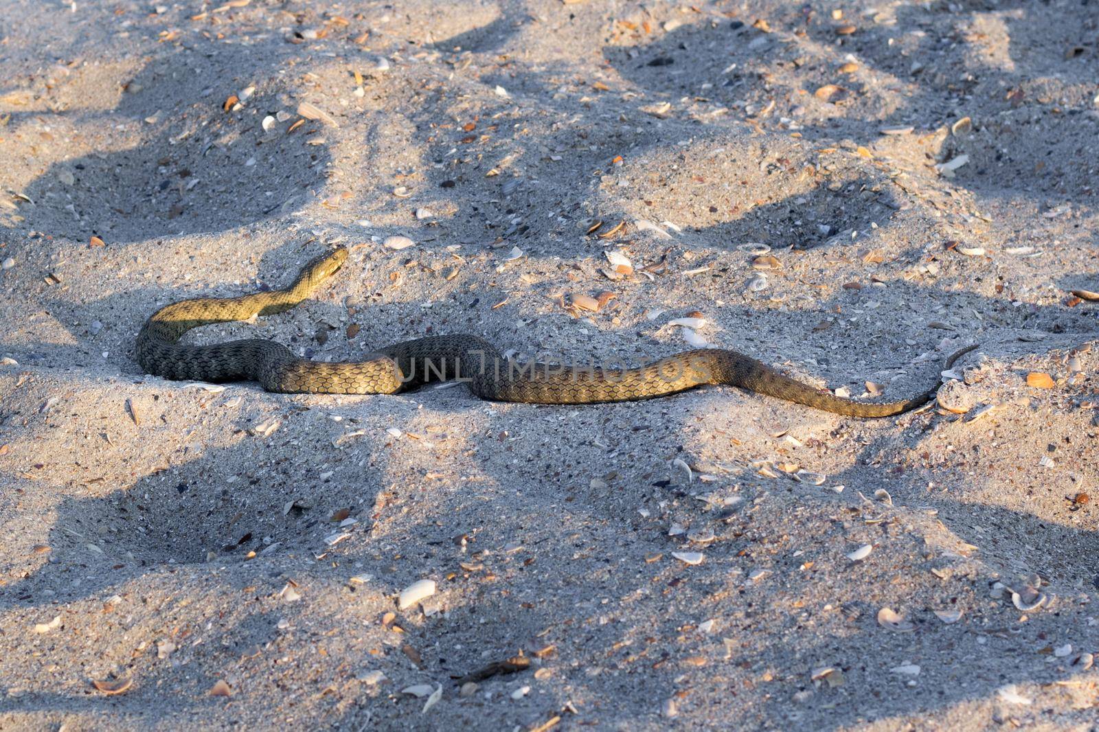 Dangerous poisonous snake viper Vipera Renardi on Black sea beach