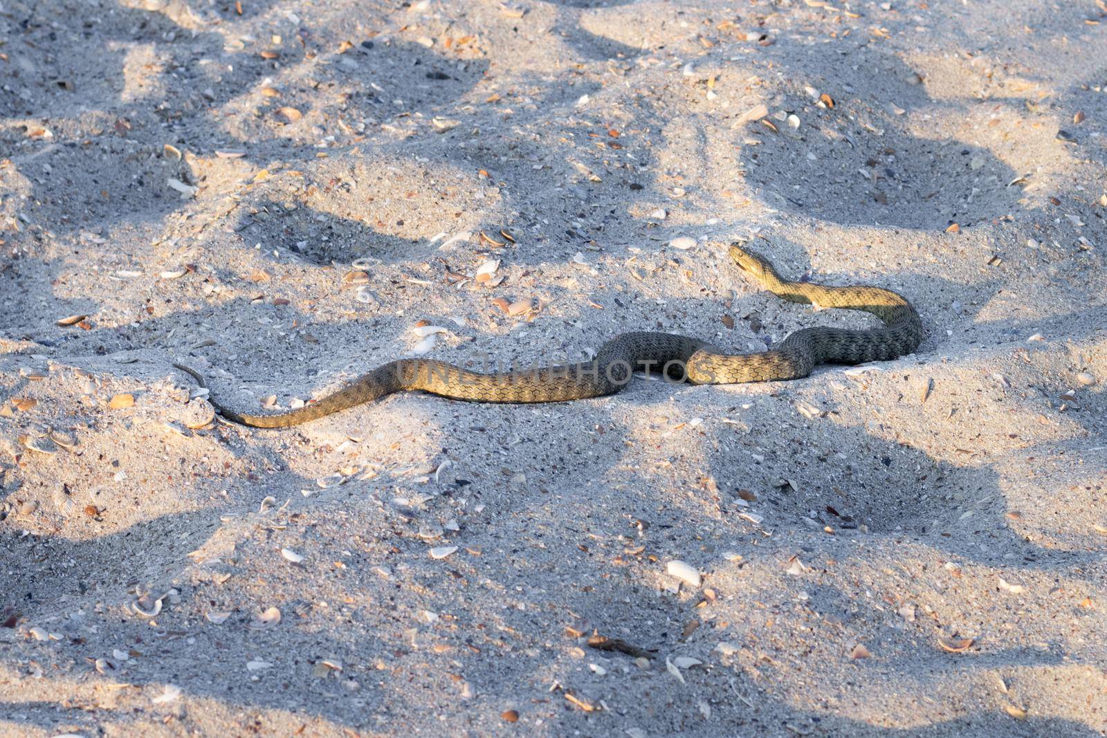 Dangerous poisonous amphibian snake viper Vipera Renardi on Black sea beach by VeraVerano