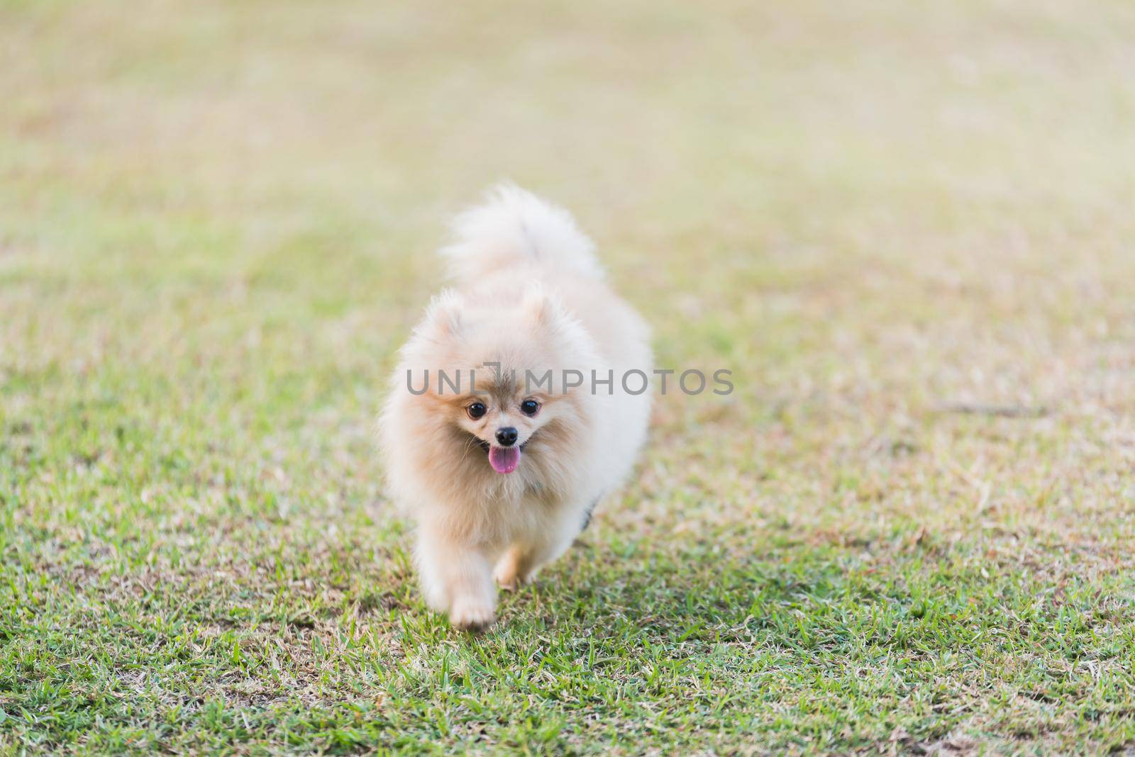 Pomeranian running on the green field by Wmpix