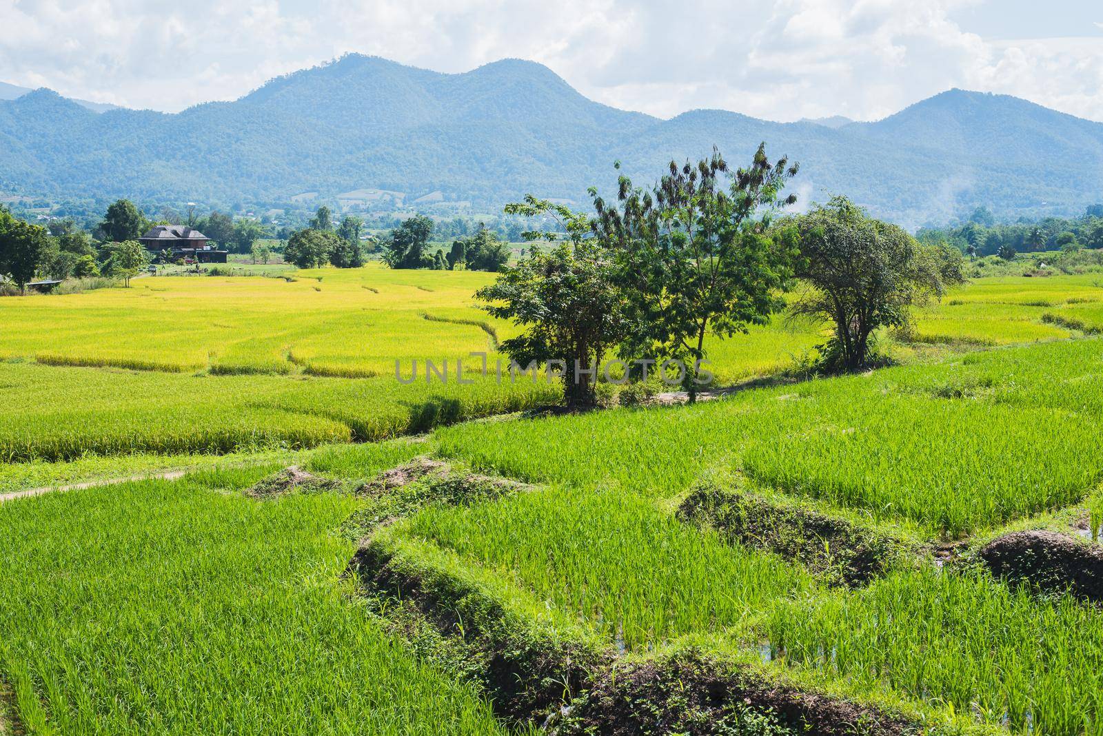 rice fields by Wmpix
