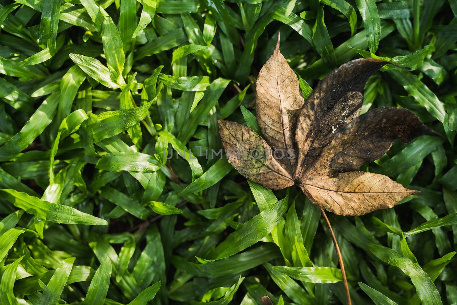 Fallen autumn leaf casts pointy shadow on green field by Wmpix