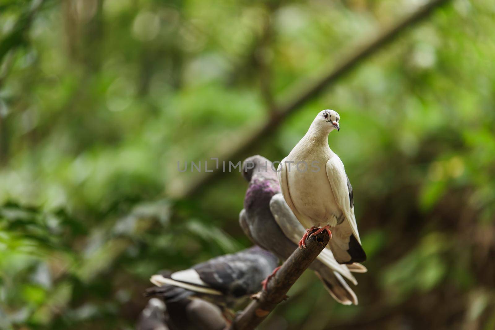 Pigeon perched on the tree branch by Wmpix