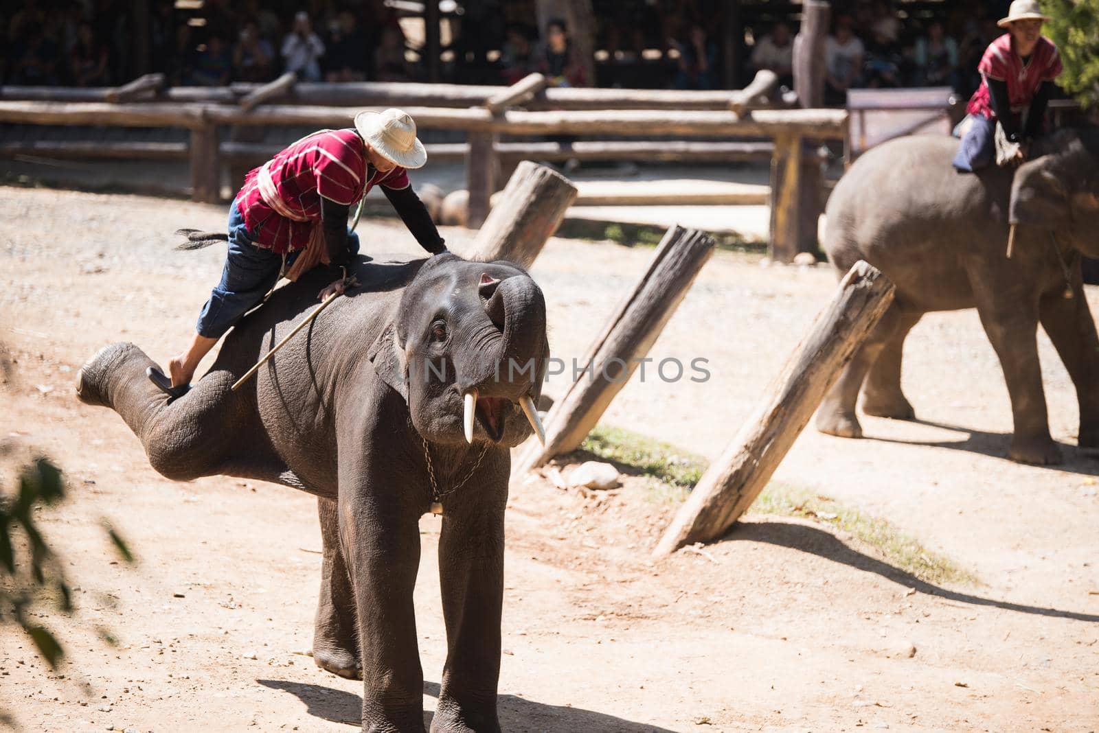 CHIANG MAI, THAILAND - JAN. 31: Daily elephant show at The Thai Elephant Conservation Center, mahout show how to ride and transport in forest, January 31, 2016 in Chiang Mai, Thailand. by Wmpix