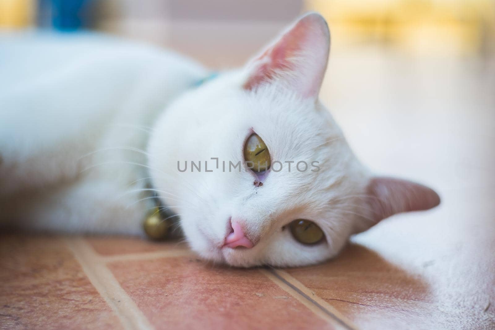close up thai cat sitting on the floor by Wmpix