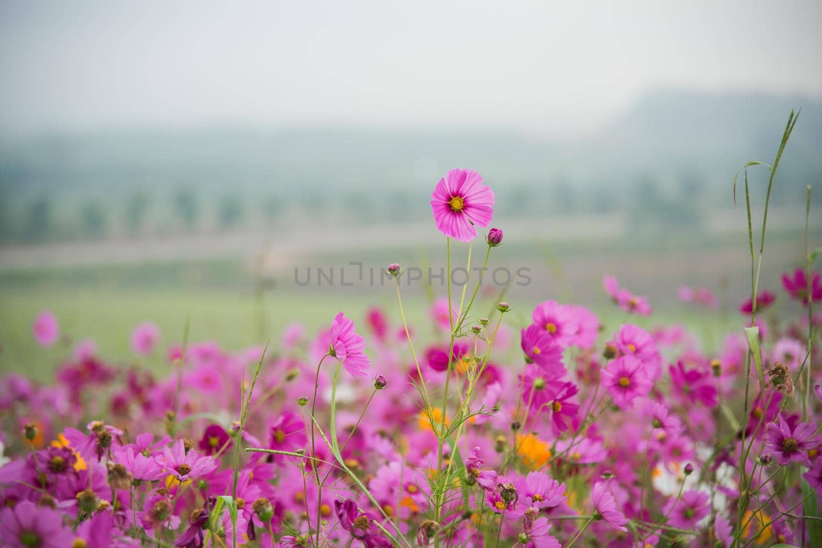 Cosmos flower of grassland by Wmpix